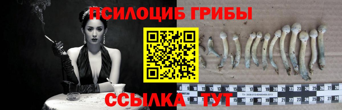 Сухой Лог  Псилоцибиновые грибы MAGIC MUSHROOMS  Вход с VPN 